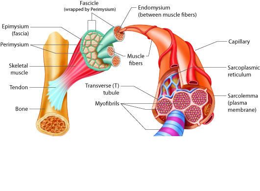 <p>connective tissue that wraps around outer laryer of each muscle; allows muscle to contract and move powerfully while maintaining structural integrity; composed of thick layer of collagen fibers</p>