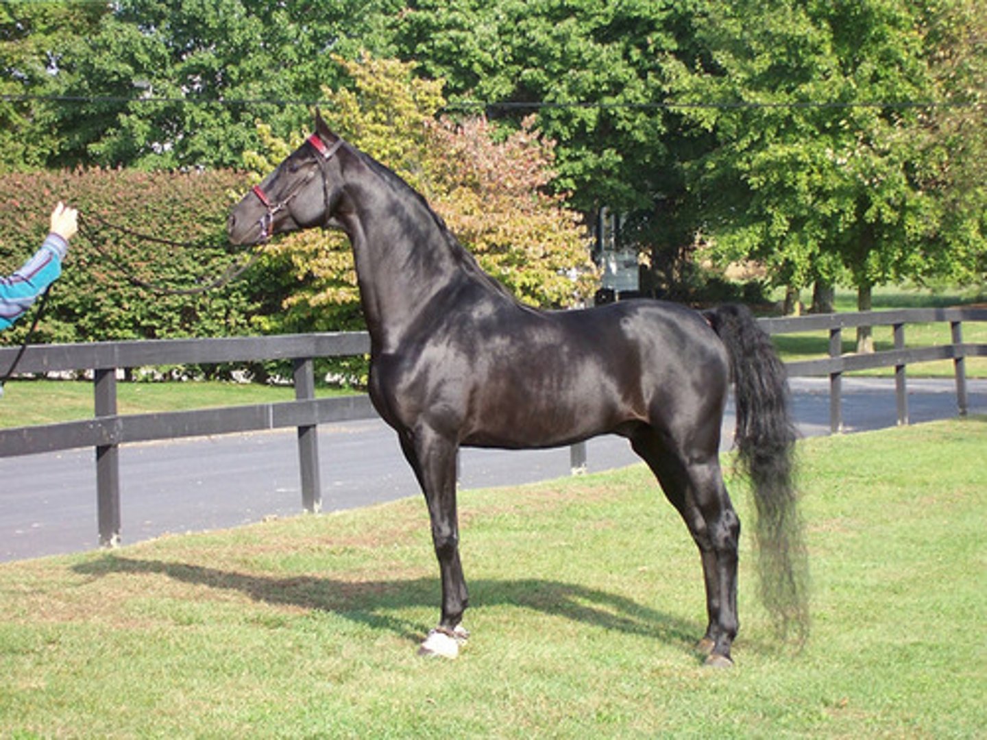 <p>Supposedly Paul Revere road this horse to warn of the British coming, and used in a lot of early wars</p>