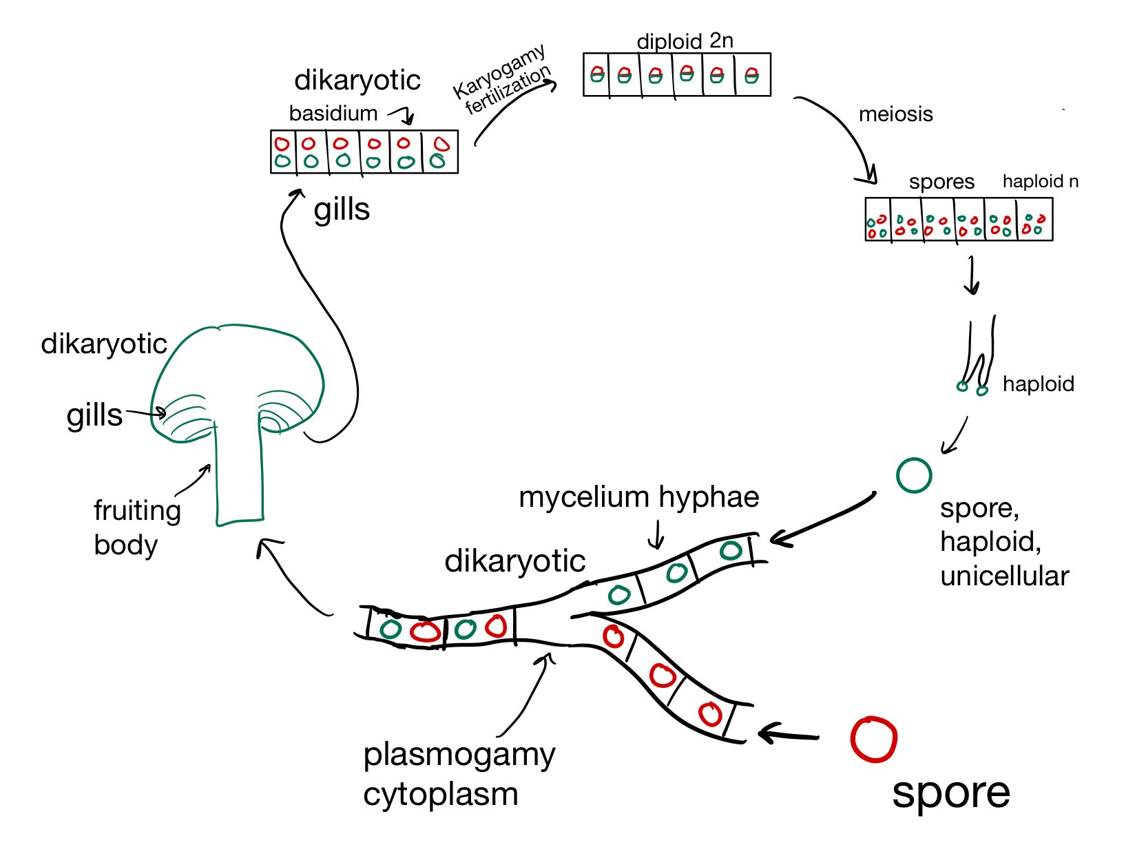 knowt flashcard image