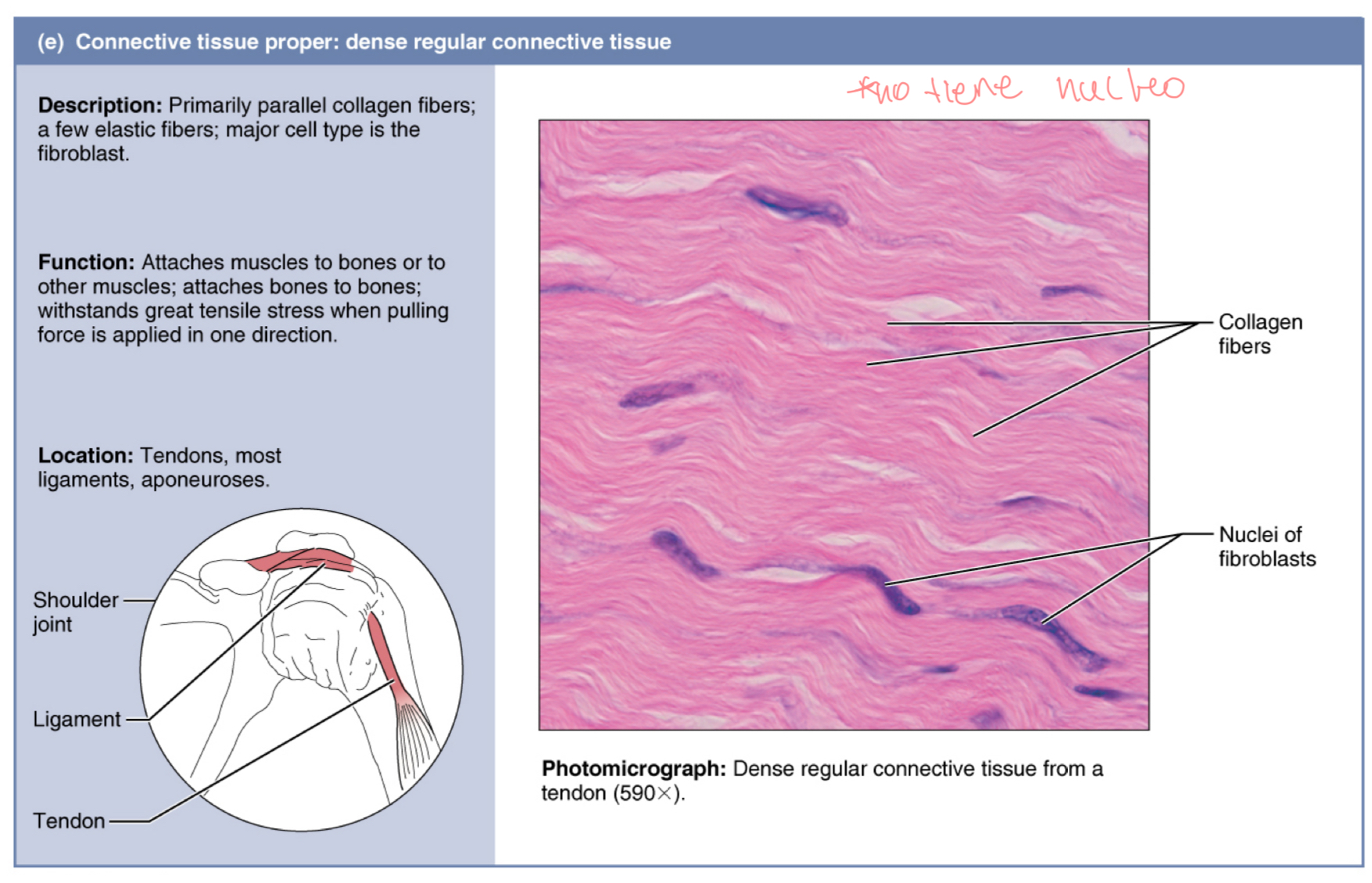 <p>Denso regular </p>