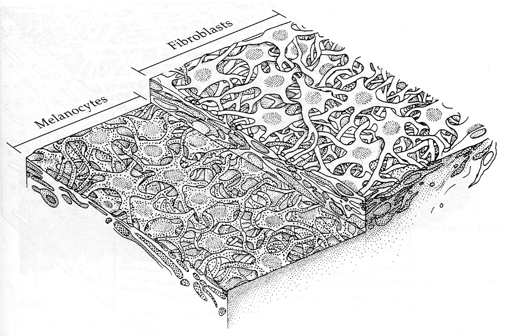 <p>starfish shaped cells (fibroblasts over melanocytes) </p>