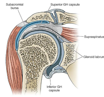 <p>Rest:</p><ul><li><p><span style="color: red;">Taut superiorly + Anterior/inferior slack</span></p></li></ul><p>Abducted + Externally Rotated:</p><ul><li><p><span style="color: red;">Anterior capsule becomes taut = closed pack position</span></p></li></ul><p></p>
