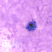 <p>Dr. Vicente Y. Belizario Jr.</p>