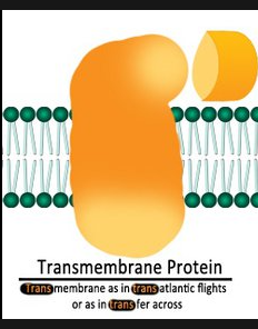 <p>transmembrane proteins… travel..?</p>