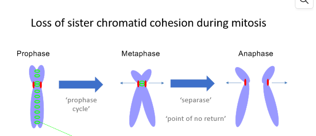 <p>cohesine complex = ‘lijm’ tussen gerepliceerd DNA</p><ol><li><p>profase: cohesine complex over hele lengte van zusterchromatiden</p></li><li><p>metafase: cohesine complex wordt verwijderd thv chromosoomarmen, blijft alleen bestaan thv centromeer/primaire constrictie/primary constriction</p></li><li><p>anafase:&nbsp;‘point of no return’: separase knipt cohesine complex thv het centromeer  → zusterchromatiden worden gescheiden&nbsp;</p></li></ol><p></p>