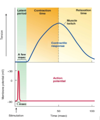 <p>latent period = where ECC takes place</p><p>contraction time = form cross bridge. Ca binds to troponin</p><p>relaxation time = when cross bridge stops. Ca unbinds</p>