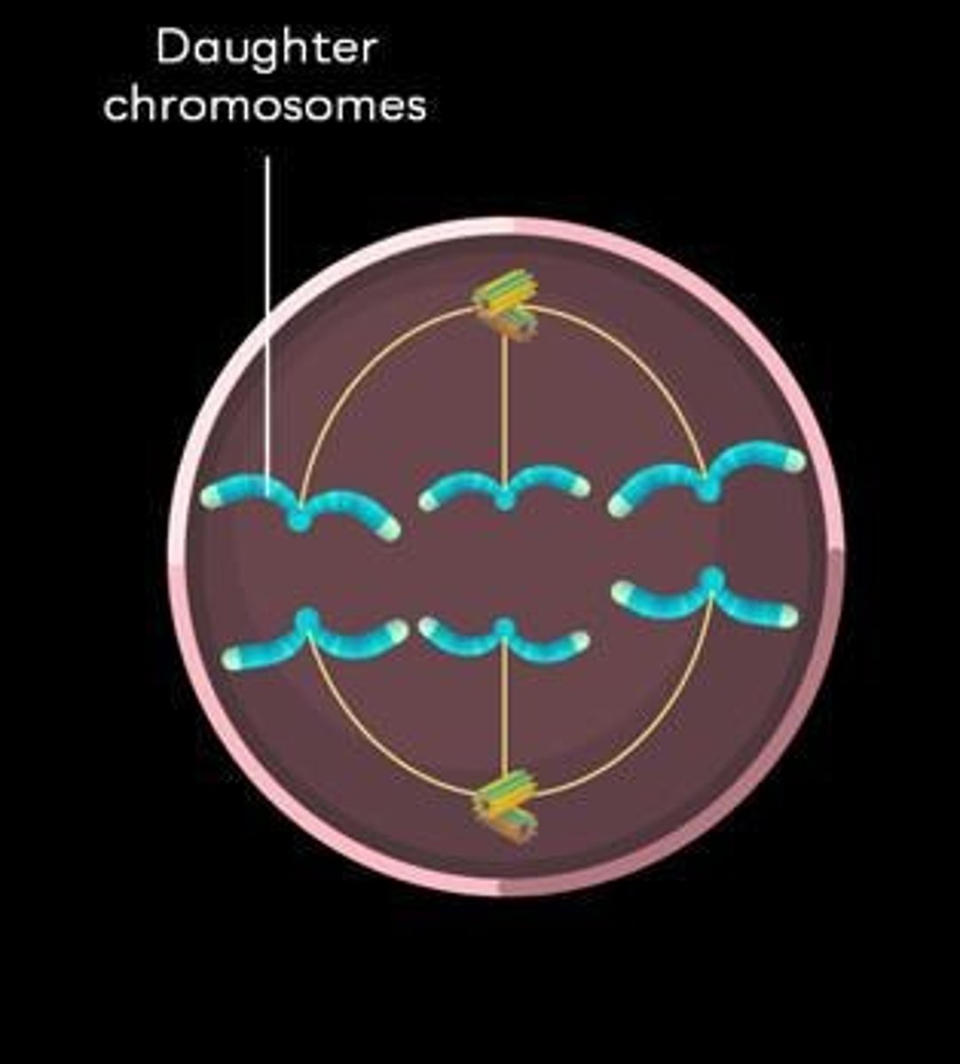<p>Sister chromatids separate to opposite poles.</p>
