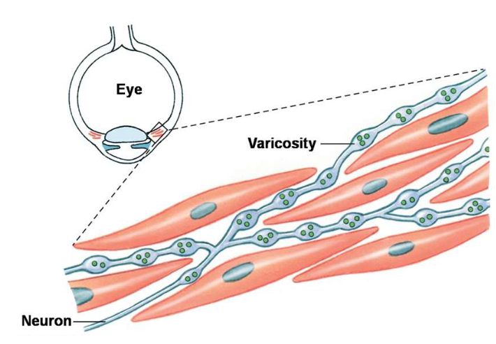 <p>The Multi-Unit Smooth Muscles areā¦</p>