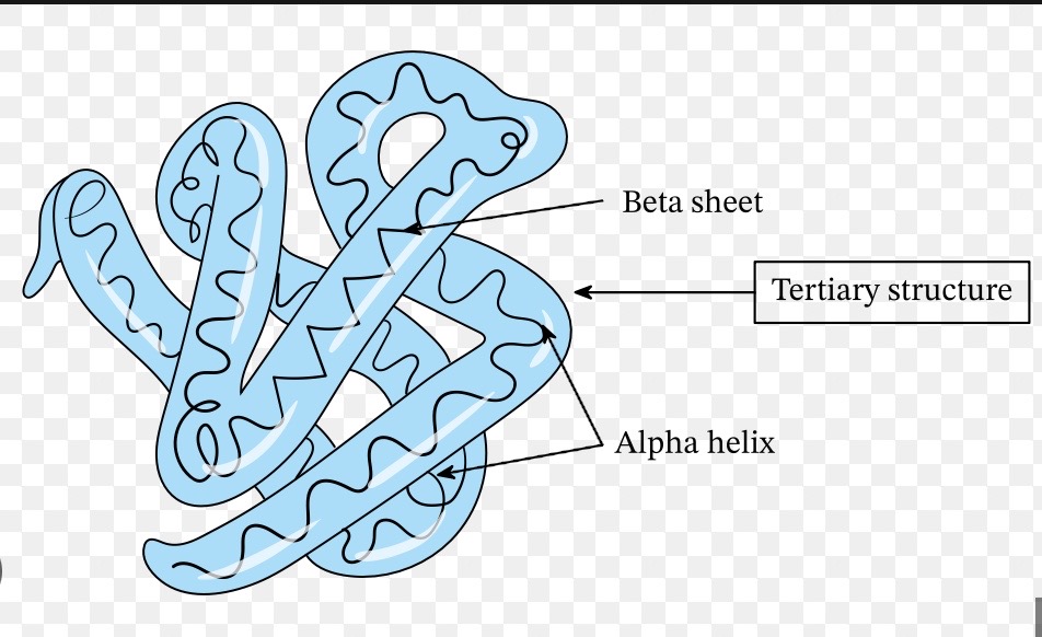 <p>Further folding + coiling of the secondary structure due to hydrogen bonds, ionic bonds + disulphide bonds → these bonds form in places determined by the sequence of amino acids in the primary structure, they form between R groups of amino acids </p>
