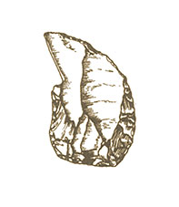  Used for carving bone, antler, or wood