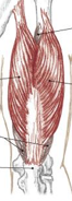 <p>what muscle is this </p>