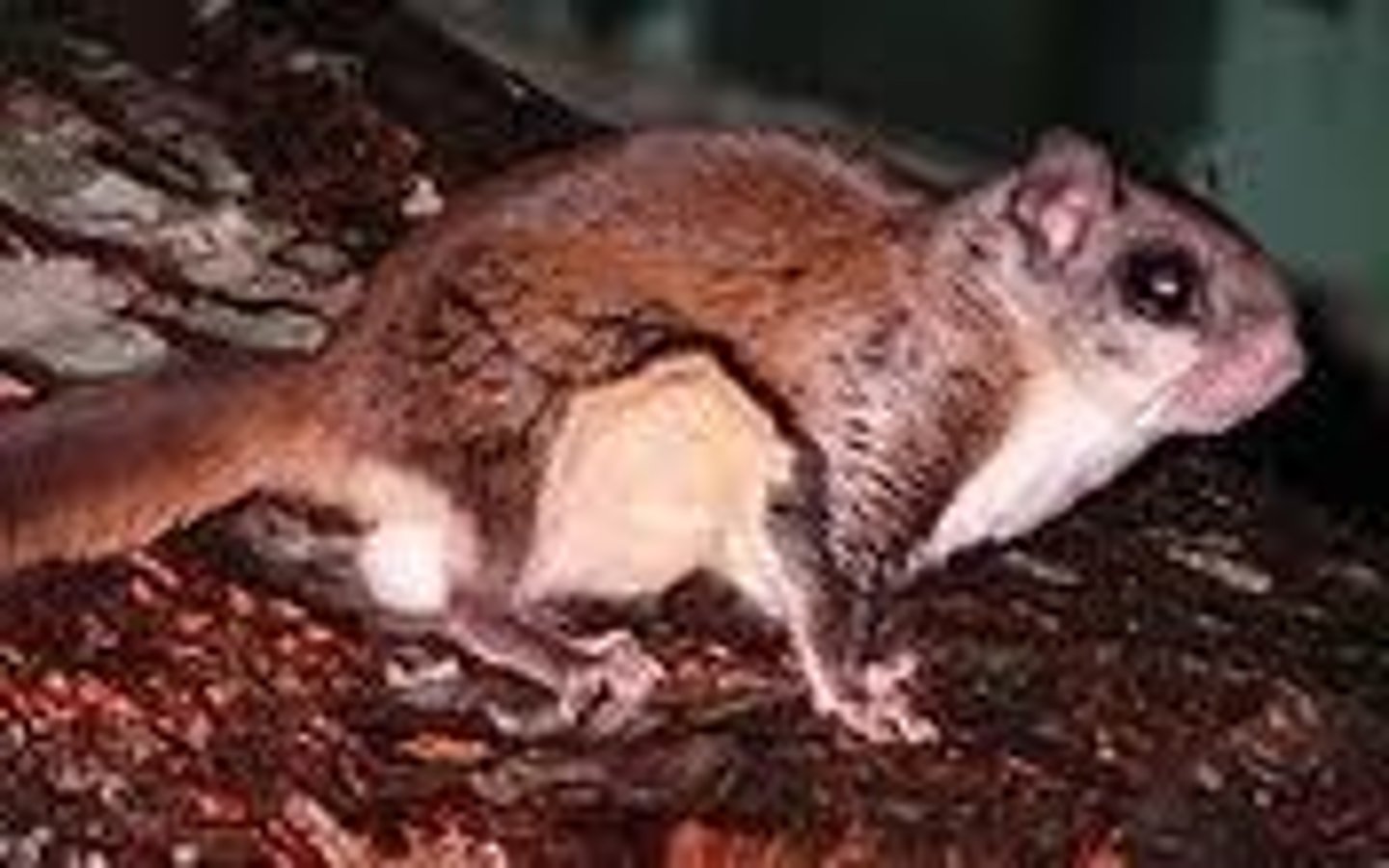 <p>Southern Flying Squirrel</p>