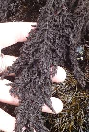 <p>monosiphonous, filamentous, alternate-to- irregular dense branching, bark brown to black, crustose</p>