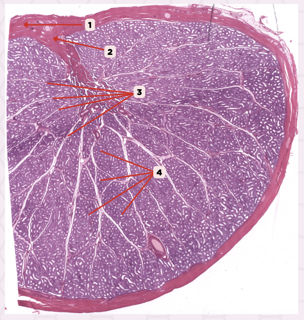 <p>Identify the structure labeled as 4.</p>