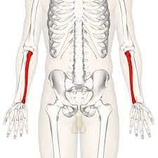 <p>what bone is this?</p>