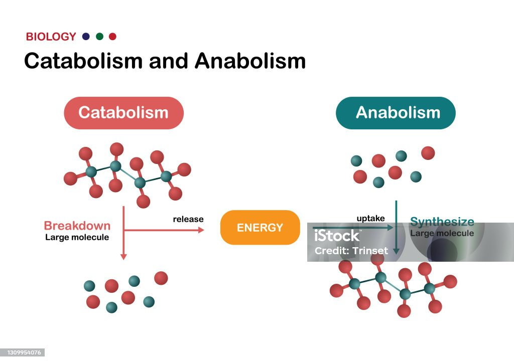 <p>Het <strong>maken van organische verbindingen uit eenvoudige anorganische stoffen</strong>. Dit <strong>kost energie</strong>.</p>