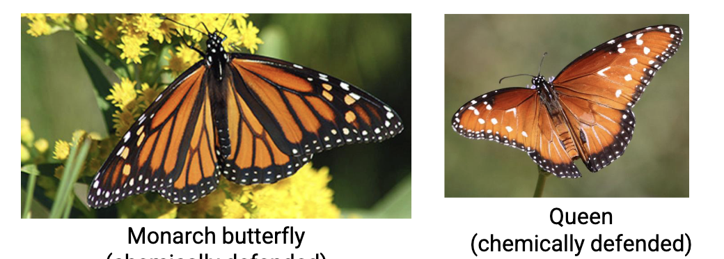 <p><span>unpalatable or dangerous species evolve to share similar warning signals</span></p>