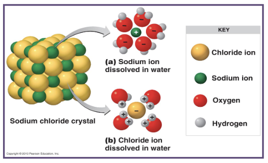 <p>t<span>his solution forms because the partial positive regions within the water molecules surround the negative ions (Cl⁻) and the partial negative regions within the water molecule surround the positive ions (Na⁺), holding them in the solution</span></p>