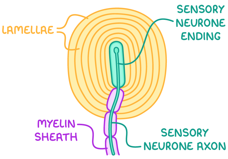 <p>a pressure sensor that detects changes in pressure on the skin</p>
