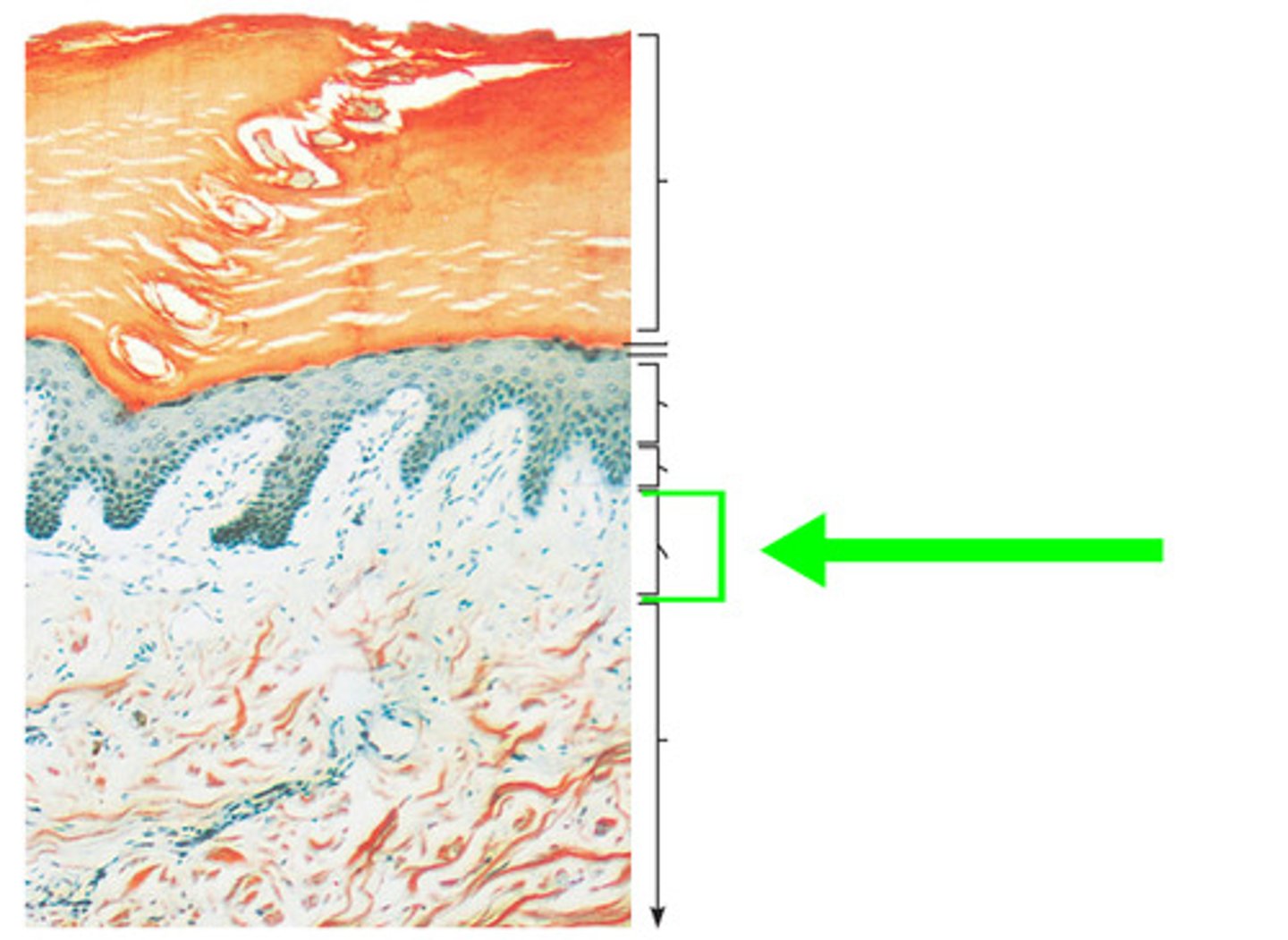 <p>Outermost layer of the dermis, directly underneath the epidermis</p>