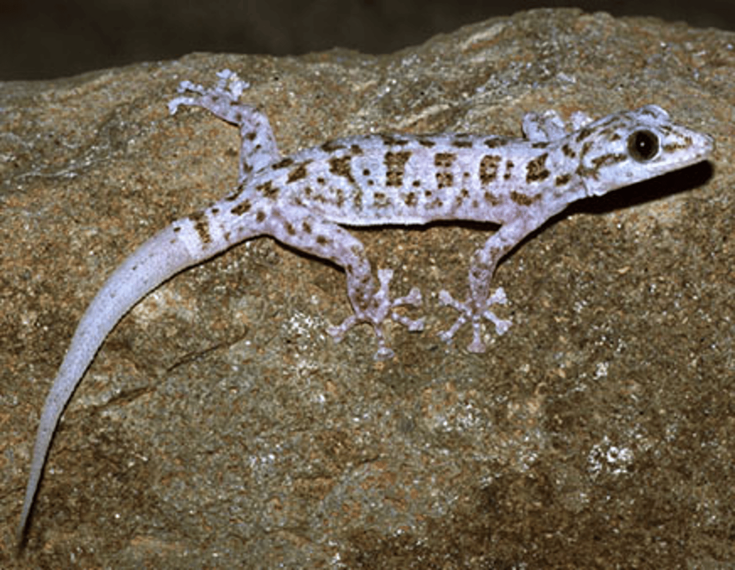 <p>Geckos (3 facts)</p>