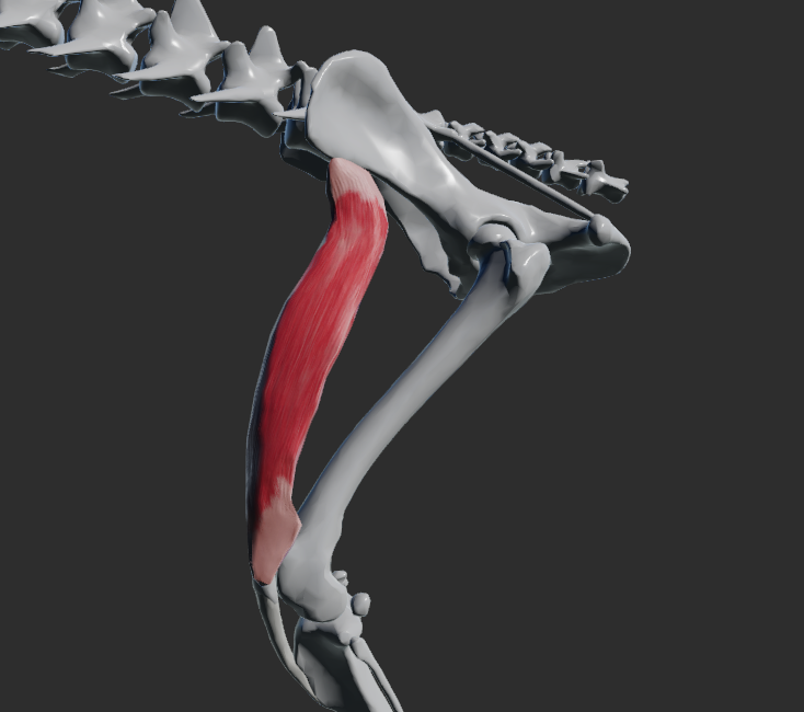 <p>odstup: tuber coxae </p><p>úpon: na margo cranialis tibiae</p><p>fce: napínání fascia lata</p>