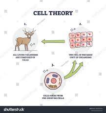 <p>States that: A cell is the smallest unit of life that makes up all living things. Cells can only come from preexisting cells.</p>