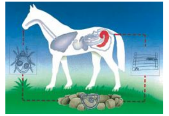 <p>there are 3 tapeworms which particularly infect horses. (family. anoplocephalidae), which ones?</p>