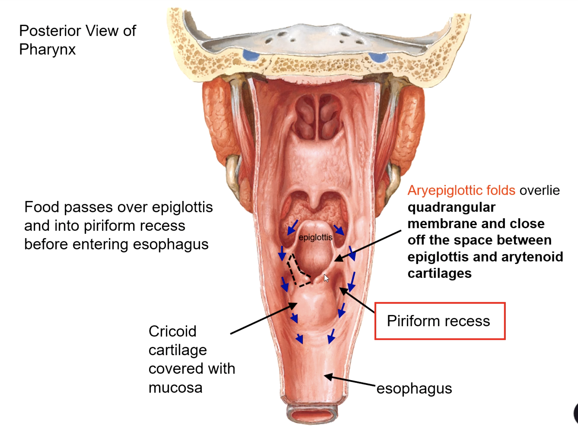 <p>aryepiglottic folds</p>