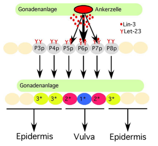 <ul><li><p>Let23 codiert EGF-Rezeptor in C. elegans; ist Mitglied der RTK Familie</p></li><li><p>Ankerzellen senden lokales Lin3 Signal</p></li></ul>