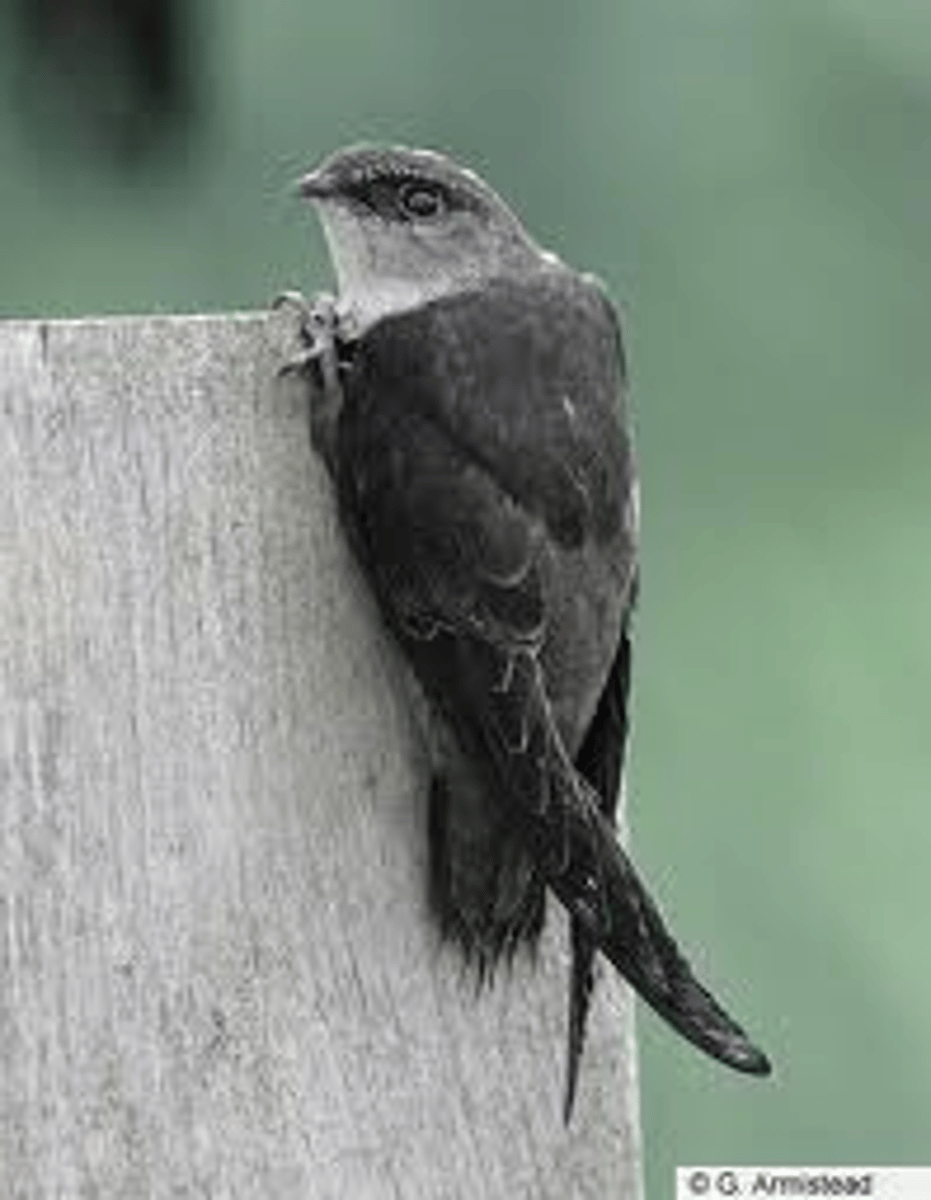 <p>Chimney Swift</p>