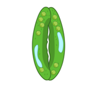 <p>At night the guard cells lose water so becoming flaccid and close the stomata.</p>