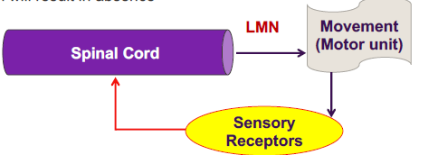 <p>reflex = involuntary motor response to an external stimulus</p><ul><li><p>facilitated by descending pathways from cortex and brainstem </p></li></ul><p><u>abnormal reflexes</u></p><p>babinki sign </p><ul><li><p>extension of big toe</p></li></ul>