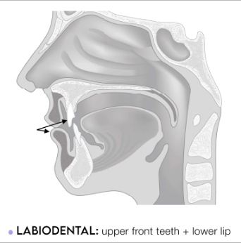 <p>upper front teeth + lower lip</p>