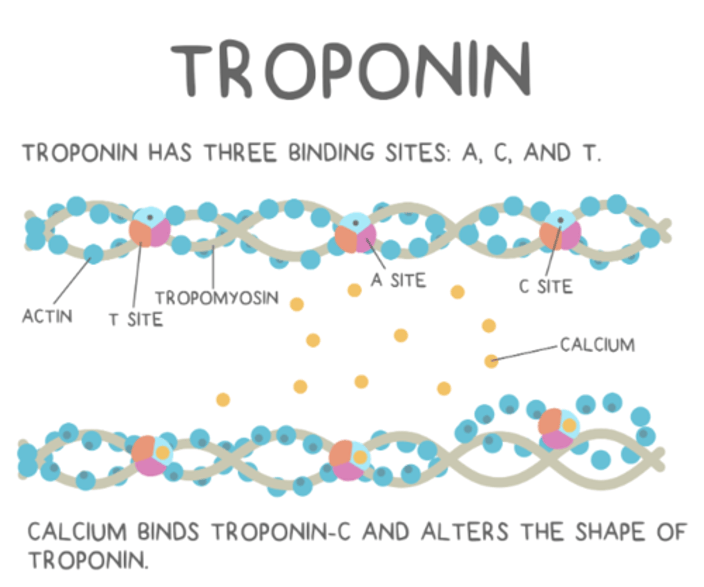 <p>Ca2+ released from the SR binds to troponin-C, which triggers a shape change that moves troponin and therefore tropomyosin</p>