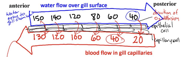 <p>counter-current exchange of heat between blood vessels entering and exiting an appendage</p>