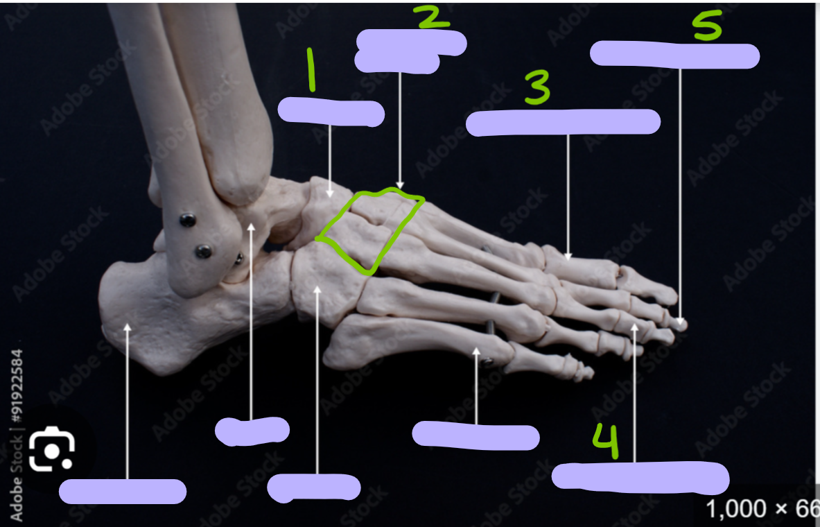 <p>identify these bones</p>