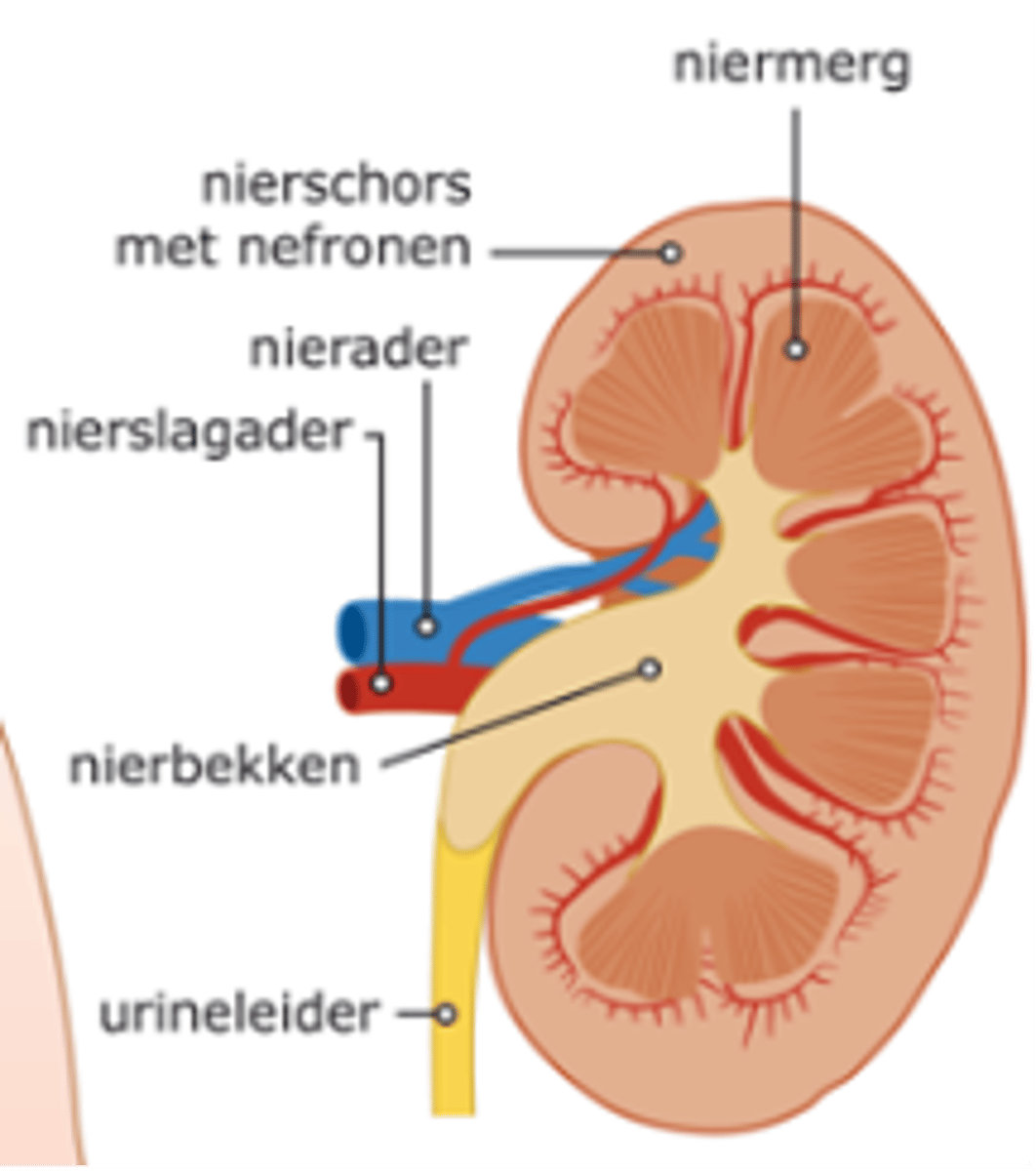 <p>gedeelte buiten het niermerg</p>