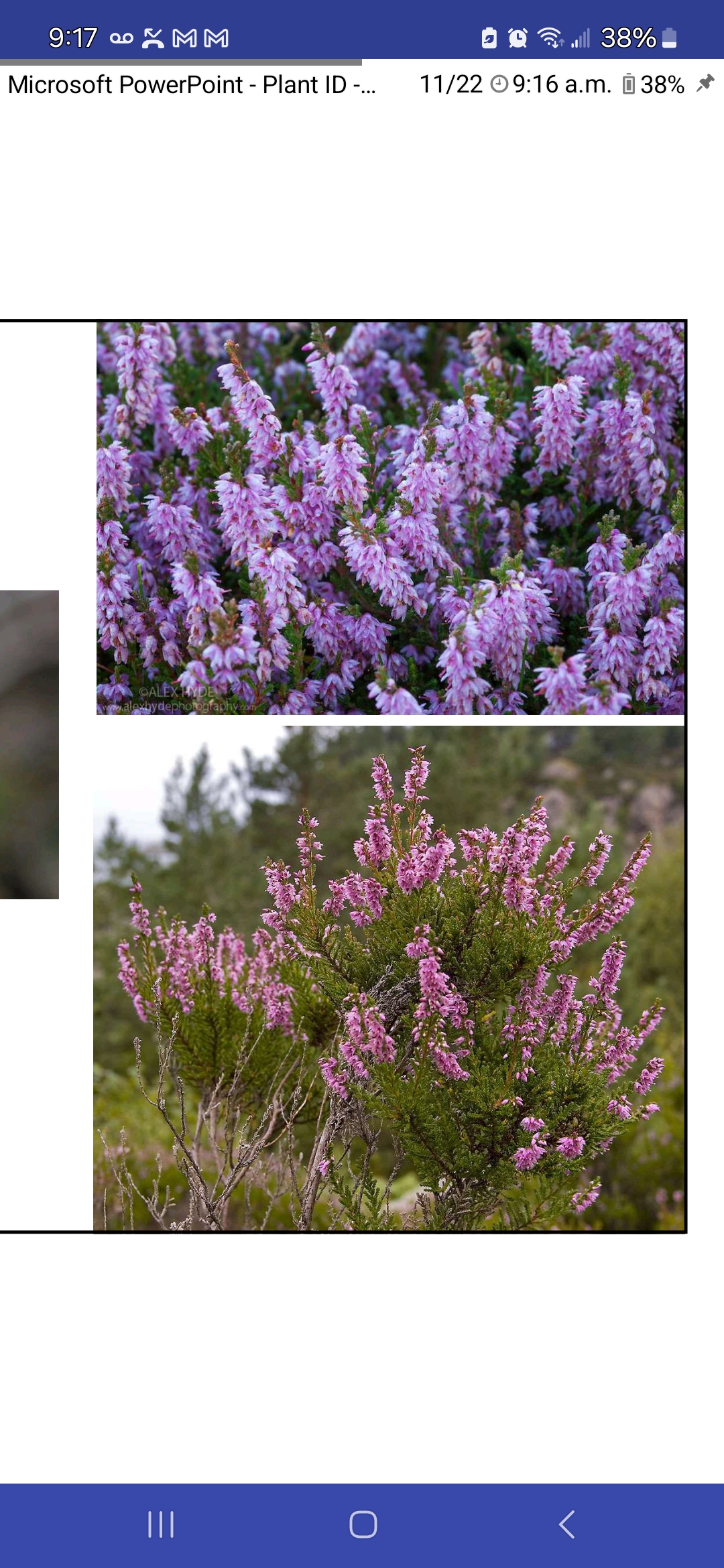 <p>Heather</p>