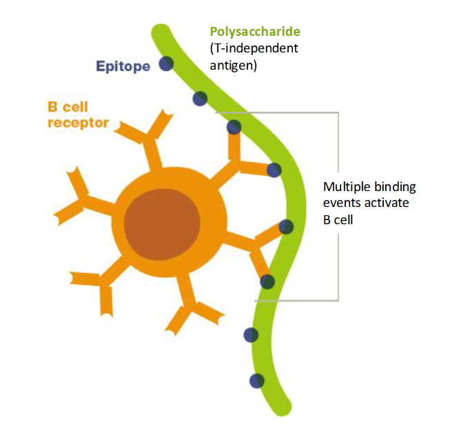 <p>Some antigens dont need help from T cell like some polysaccharides in bacteria because they have multiple binding sites</p>
