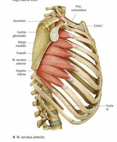 <p>niset nga faqet e perparme te 9-10 brinjeve te para dhe perfundon ne margo medialis scapulae</p><p>nderton tre tufa te vecanta </p><ol><li><p>pars superior- niset prej faqes se perparme te brinjes se pare dhe te dyte dhe perfundon ne angulus superior scapulae </p></li><li><p>pars divergens (e mesme) niset prej brinjes 3-4 dhe perfundon ne margo medialis scapulae</p></li><li><p>dhembezimet qe nisen nga brinja 5-9 ndertojne pars convergens e cila perfundon ne angulus inferior scapulae </p></li></ol><p></p>