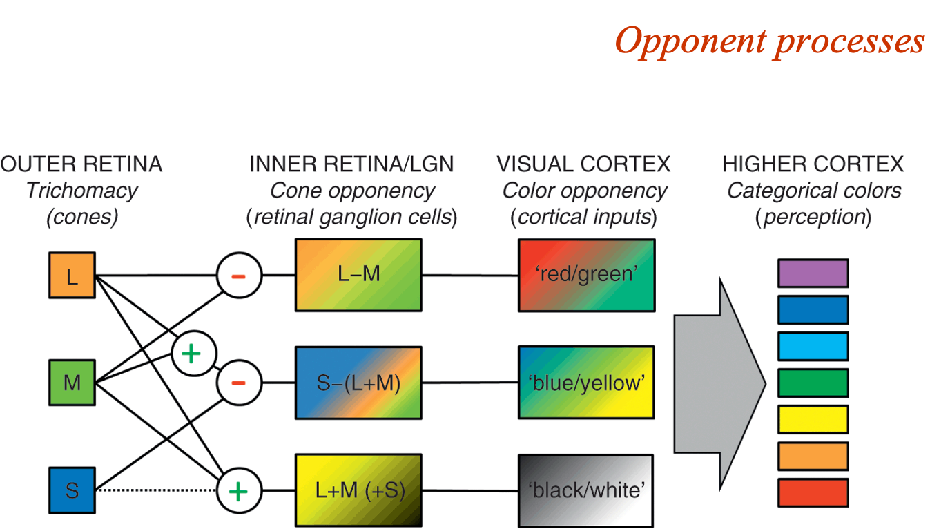 <p>All sorts of comparisons start being made with different parts of the image (other colours are colours of contrast)</p>