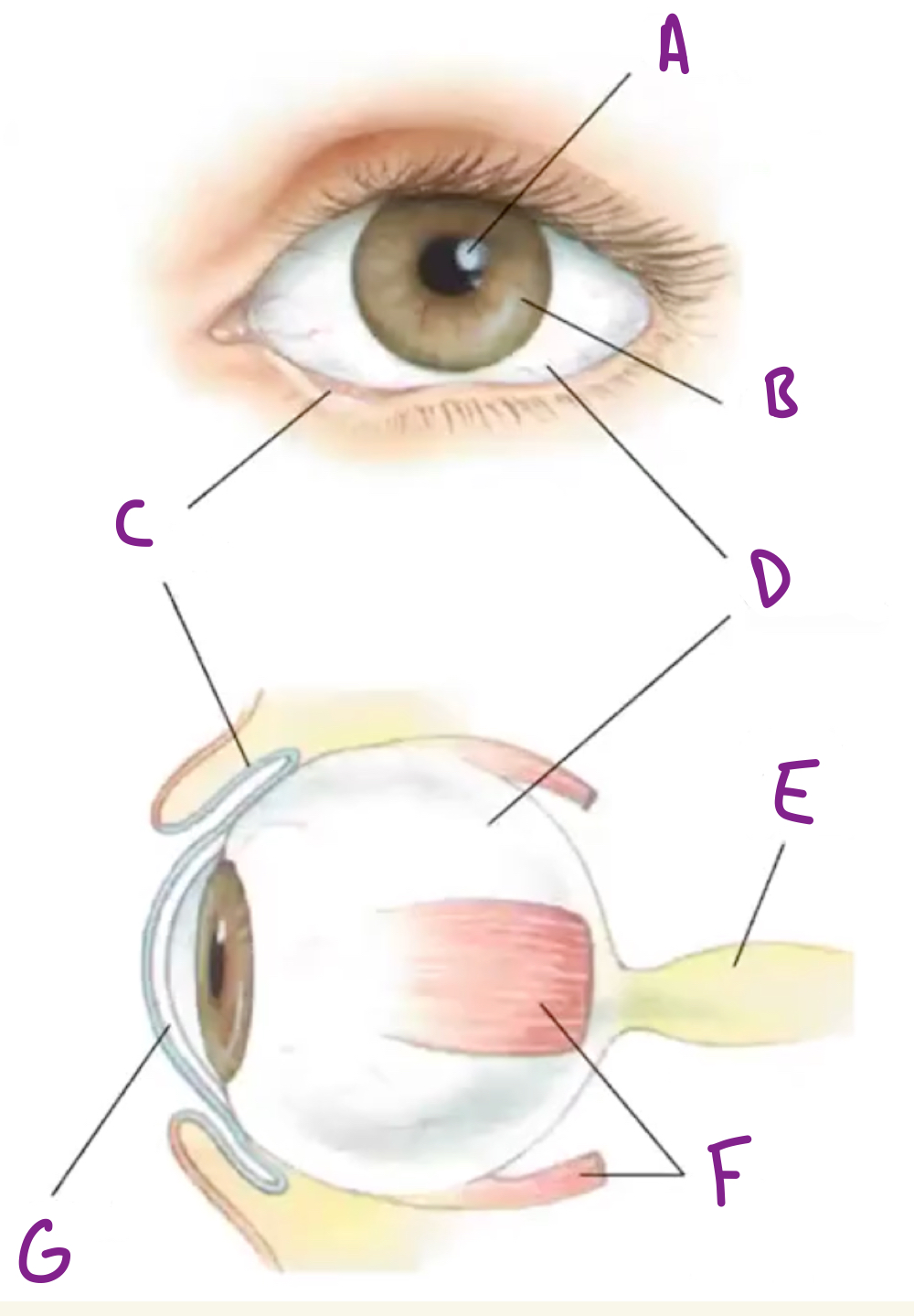 <p>Name the following parts of the eye</p>