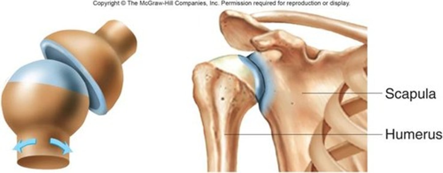 <p>allows movement in all directions; the hip and shoulder</p>