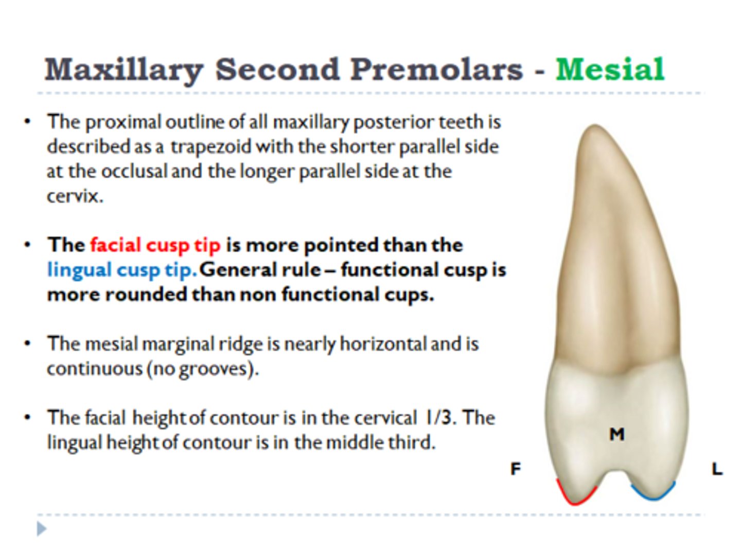 <p>Facial cusp tip</p>