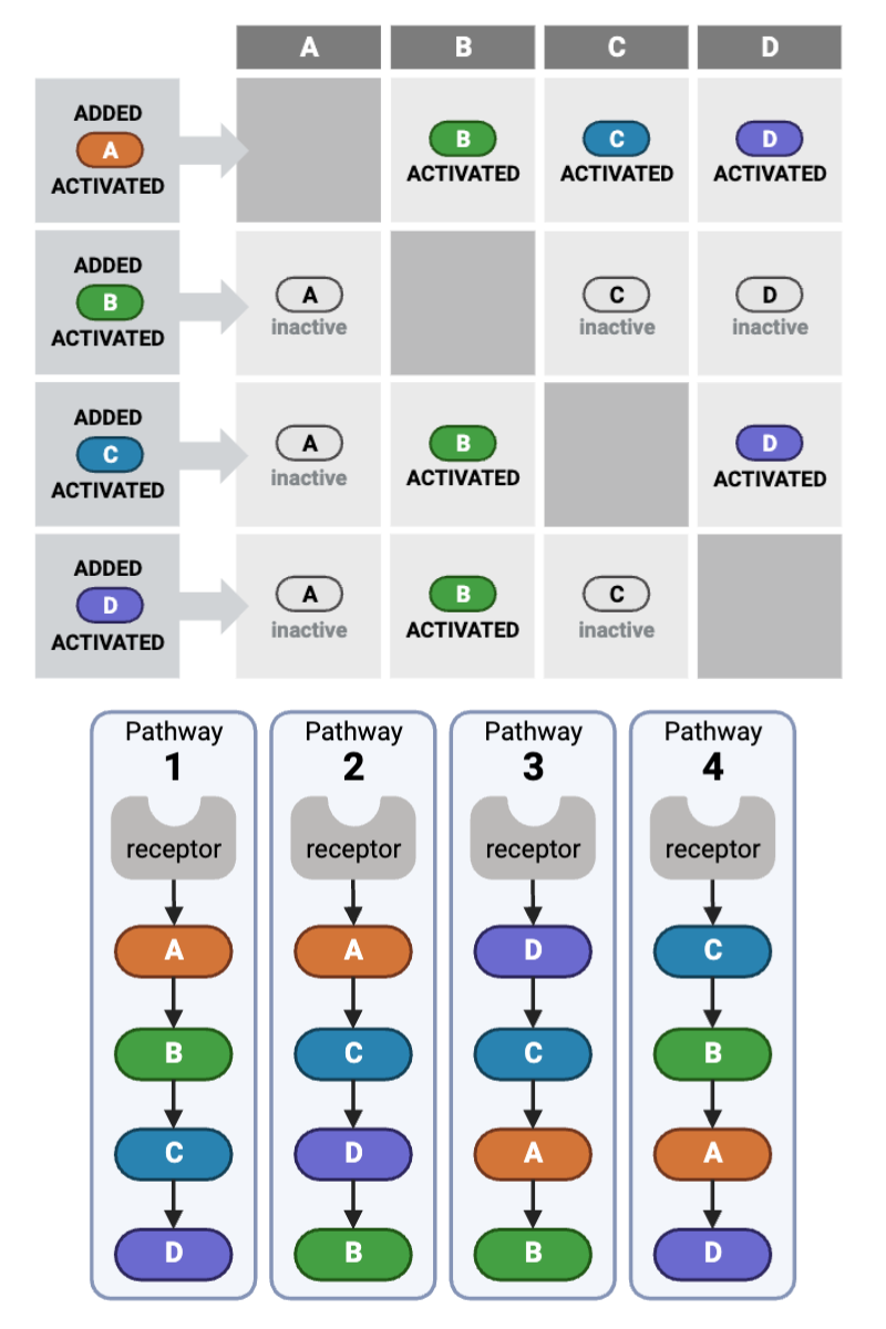 <p>Which signaling pathway (1 through 4) is consistent with the data in the top figure?&nbsp;</p><ul><li><p><span>a. Pathway 1 (Receptor → A → B → C → D)</span></p></li><li><p><span>b. Pathway 2 (Receptor → A → C → D → B)</span></p></li><li><p><span>c. Pathway 3 (Receptor → D → C → A → B)</span></p></li><li><p><span>d. Pathway 4 (Receptor → C → B → A → D)</span></p></li></ul><p></p>