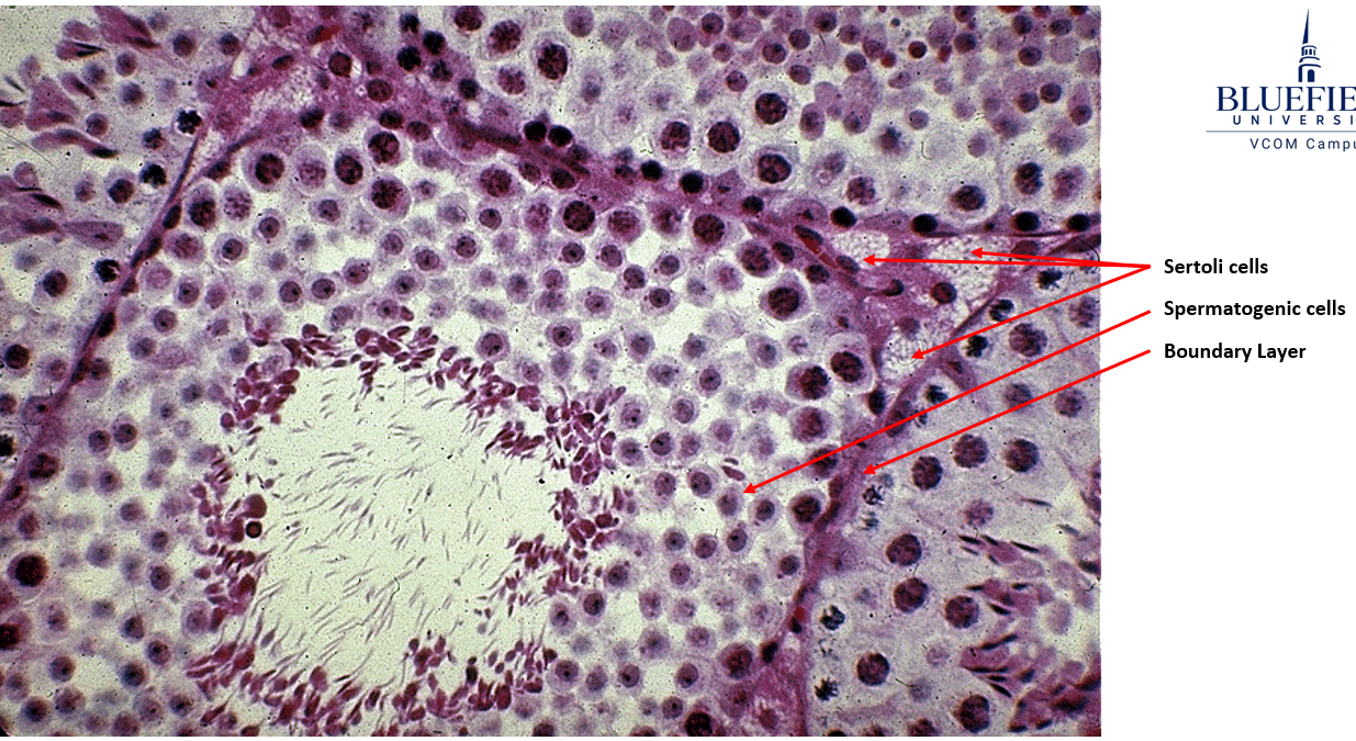 <p><strong>Seminiferous tubule.</strong></p><ul><li><p><strong>Nuclei visible </strong>surrounding lumen (unlike epididymis)</p></li><li><p class=""><strong>Leydig = testosterone factory </strong>(outside seminiferous tubules)</p></li><li><p class=""><strong>Sertoli = sperm babysitters </strong>(inside seminiferous tubules)</p></li></ul><p></p>