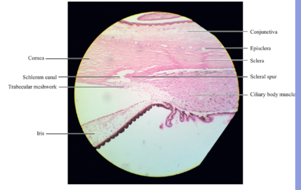<p>scleral spur </p>