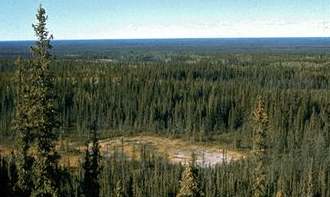 <p>Climate: <strong>large amounts of rainfall</strong> and <strong>warm climate</strong></p><p>Vegetation: trees are lush and thick, trees here are important for the Lumber Industry</p><p>Physiography: forests are old, lush and thick <strong>fertile soil</strong></p><p>Location: along the west coast of <strong>British Colombia</strong></p>