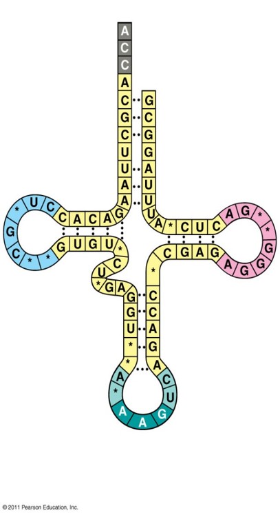 <p>What amino acid will this tRNA bring in and what is the anticodon?</p>